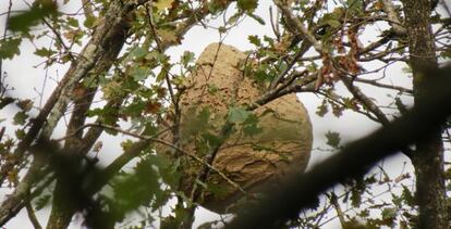 Nido de 'vespa velutina' encontrado en la Vall d'en Bas.