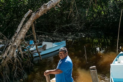 El trabajo de regeneración comenzó con el apoyo de la agencia de cooperación japonesa Jica. Pero según explica el presidente de la cooperativa de los manglares de Dzinintún, Mauricio Dzul, al principio no funcionó porque les daban plantas para reforestar que habían sido criadas en viveros y morían cuando eran transplantadas a la ciénaga. “Se morían 2.000 matitas, 3.000 o 4.000 matitas. Todo se moría", recuerda.