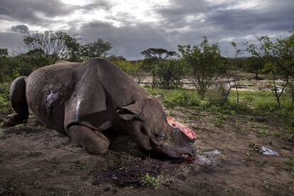 Primeiro prêmio na seção História da categoria Natureza, tirada pelo fotógrafo da agência Getty Images, Brent Stirton, para a revista National Geographic. A imagem mostra um rinoceronte com o chifre cortado após ser abatido por caçadores ilegais na reserva de Hluhluwe, na África do Sul.