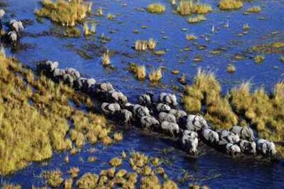 Una manada de elefantes atraviesa el delta del Okavango, en Botsuana.
