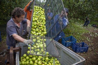 Las manzanas se trasladan en cestas con una forma que facilita la recogida en terrenos muy inclinados y en cuesta.