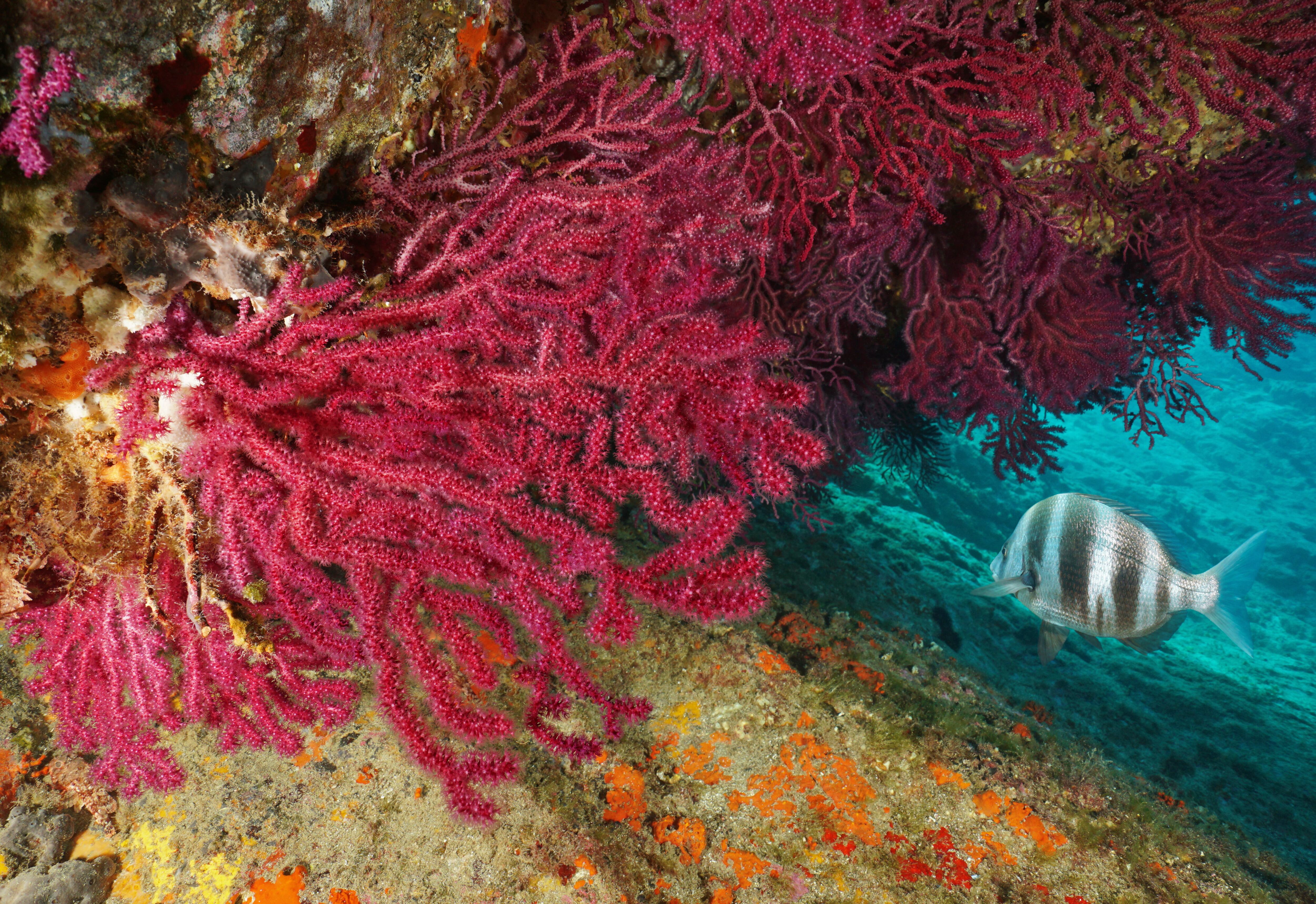 Fondo marino con una gorgonia roja (Paramuricea clavata), una especie frecuente en el Mediterráneo.