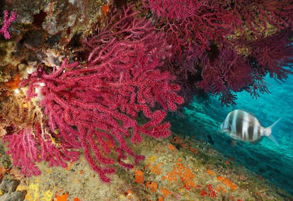 Fondo marino con una gorgonia roja (Paramuricea clavata), una especie frecuente en el Mediterráneo.