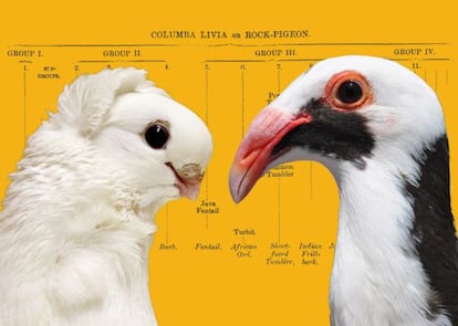 Dos razas de paloma surgidas de 'Columba livia', sobre la clasificación que escribió Darwin.