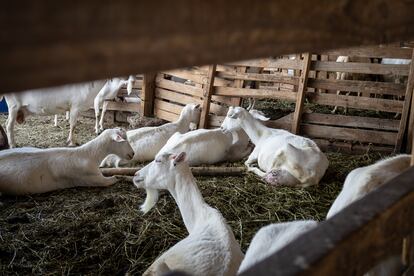 Cabras de la quesería 'Herencias de Campo', en Marchigüe, O’Higgins.