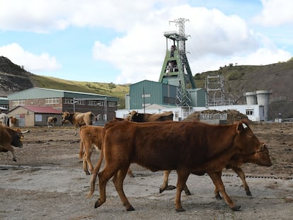 Unas vacas, el pasado miércoles, en los alrededores del pozo minero Emilio del Valle, en Ciñera (León).