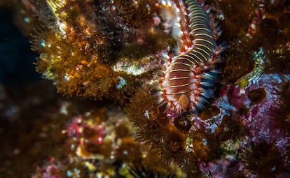 Una gusano de fuego, llamado 'Hermodice carunculata', en la bahía de Horta, Faial, en Azores (Islas de Portugal).