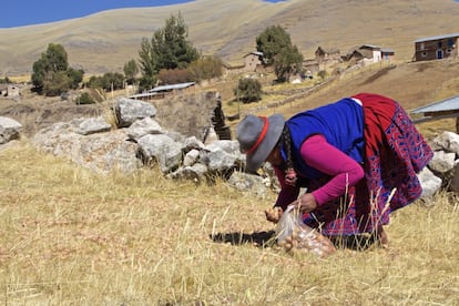 En septiembre del año pasado hubo un paro en Cotabambas contra la mina y la población local se enfrentó con la policía con un saldo de tres campesinos muertos y varios heridos. El pasado 14 de octubre otro choque de las fuerzas de seguridad con manifestantes dejaron un cuarto cotabambino fallecido. Agustina Llusca, en la imagen preparando chuño (patata deshidratada), quedó viuda y con cinco hijos a su cargo por la muerte de su esposo en los incidentes de septiembre del año pasado.