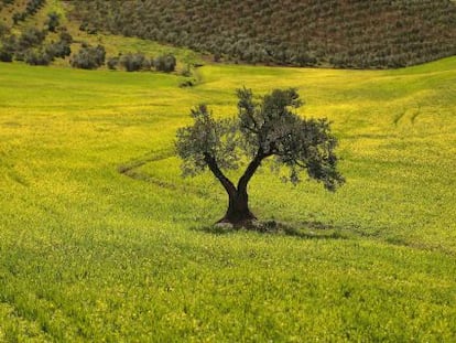 Olivar en Ronda, M&aacute;laga.