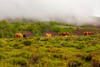 Caballos salvajes pastando en la Alzada de Pandozarco en la Serra dos Ancares (Lugo).