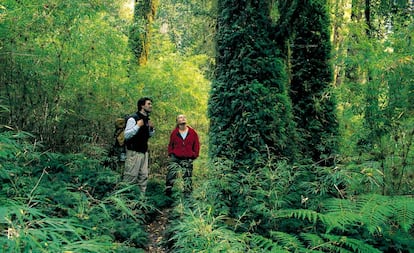 O caminho do Alerce, no Parque Nacional Pumalín, no Chile.