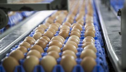 Una línea de producción en una granja de gallinas ponedoras