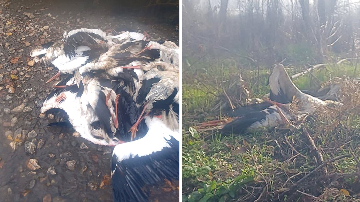 Los análisis de las cigüeñas muertas en Madrid confirman que se trata de un brote de gripe aviar de alta patogenicidad