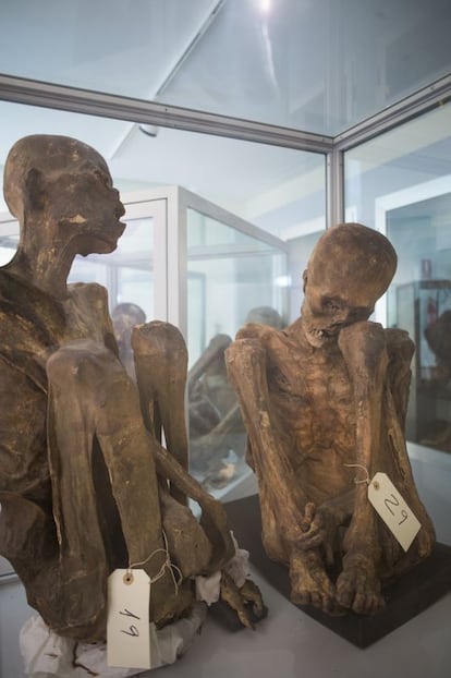 Cuerpos momificados en el museo de Antropología Médica Forense de la facultad de Medicina.