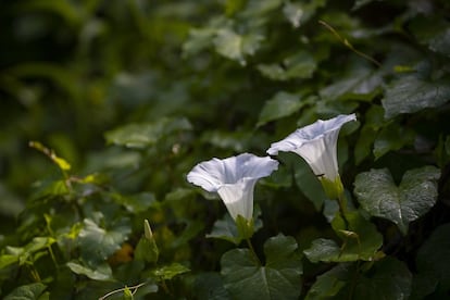 La flora que es pot veure en el nou espai.