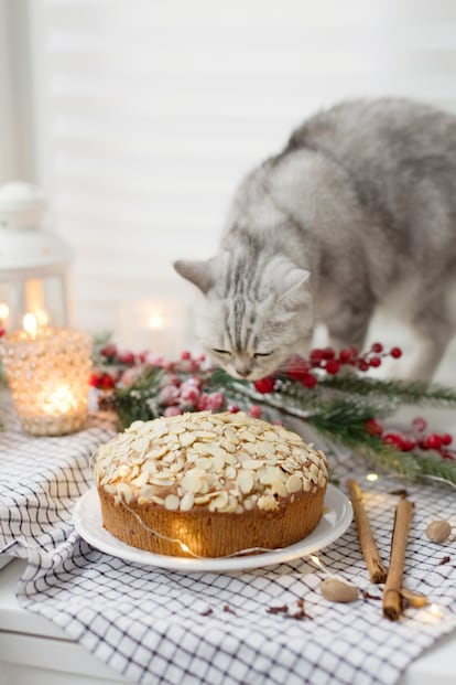 A los gatos no les gustan las novedades en el plato ni toleran cualquier comida. Pueden tener neofobia alimentaria o rechazo a los alimentos que no han probado.