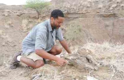 El paleontólogo Zeresenay Alemseged excava un hueso en Afar (Etiopía).