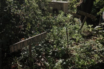 Un huerto cultivado en Morro da Providência por una de las guardianas.