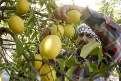 Argentina solicit hoy a la Organizacin Mundial del Comercio (OMC) abrir consultas con Estados Unidos en relacin a las restricciones que Washington impone a los limones de la regin nororiental de la nacin sudamericana. EFE/Archivo