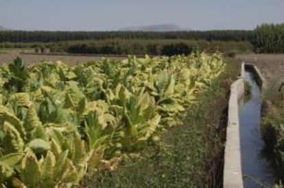 Cultivo de tabaco en la Vega granadina. EFE/Archivo