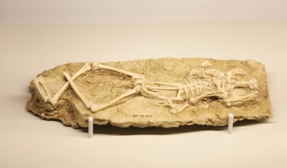 La exposición muestra de los hallazgos paleontológicos realizados en el Cerro de los Batallones durante más de 26 años, desde que se descubrió en 1991, en el municipio del sur de Madrid de Torrejón de Velasco. En la imagen, huesos de una rana.