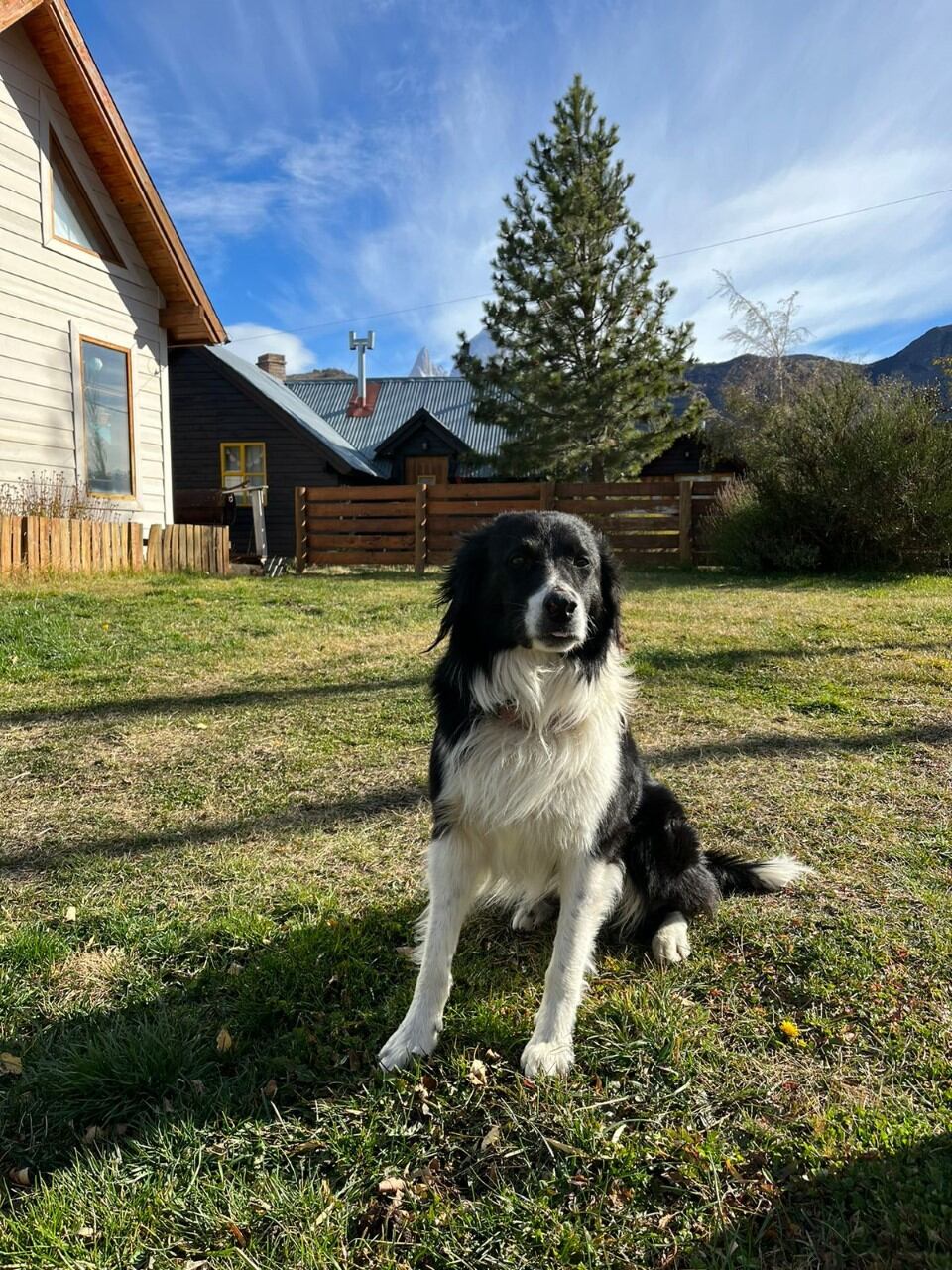 El border collie 'Rust', de regreso a casa tras dar con la senderista desaparecida.