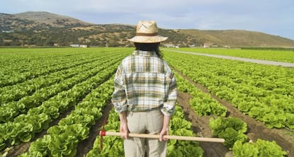 A farmer looks out over her lettuce field.