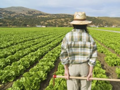 A farmer looks out over her lettuce field.