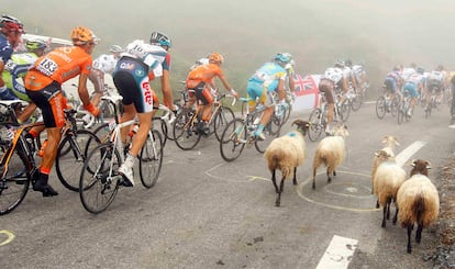 Un grupo cabras circula a la par que los ciclistas en la etapa 17 del Tour que culmina en el Tourmalet.