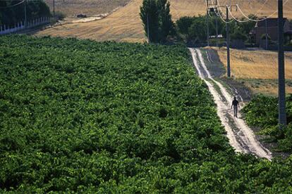 Viñedo en la finca de Bodegas Mauro, en Tudela del Duero (Valladolid), cerca de Quintanilla de Onésimo.