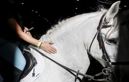 Uno de los caballos que participa en el Salón Internacional del Caballo (SICAB).