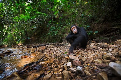 Lluvia y oscuridad en el cinturón tropical africano. “Venimos de la selva”, repetirá Arsuaga varias veces en el transcurso de una conversación telefónica que transcurre en dos tiempos: mientras él se encuentra en una librería de Valencia y, días más tarde, mientras anda por una calle de Madrid. En concreto, venimos de la selva africana, lluviosa, en el cinturón tropical de aquel continente. Es un paisaje que le encanta, aunque su característica principal, según destaca, sea la falta de luz, que no llega al suelo. En esta pluvisilva, “oscura como una caverna”, vivió el ardipithecus (género de homínido) hace entre siete y cuatro millones de años.