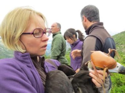 Un proyecto reintroduce al buitre negro en los Pirineos, de donde desapareció tiroteado y envenenado