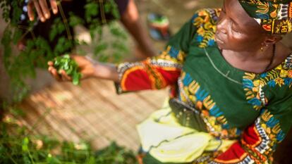 Un grupo de mujeres agricultoras de Guinea.