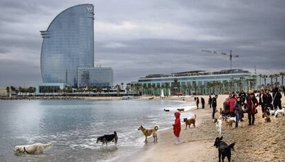 Ve&iuml;ns de Barcelona amb els seus gossos a la platja. 