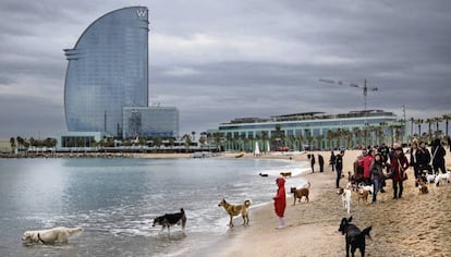 Vecinos de Barcelona con sus perros en la playa.