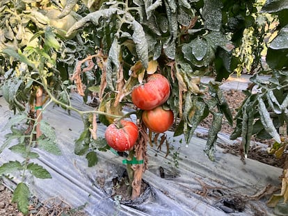 El tomate Huevo de Toro, propio del valle del Guadalhorce, En Málaga, que algunos hortelanos están rescatando. Estos, de la huerta de Pepe Guerrero.