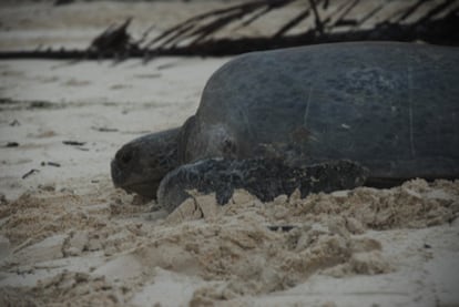 La tortuga verde marina está catalogada como una especie en peligro en la lista de la Unión Internacional para la Conservación de la Naturaleza (IUCN). Los ejemplares adultos pasan su vida realizando largos viajes por el mar, pero en la época de cría regresan a la misma zona donde nacieron.