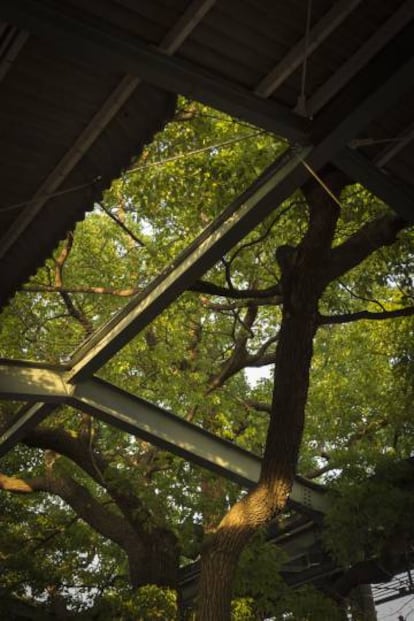 Detalles del árbol alcanforero.