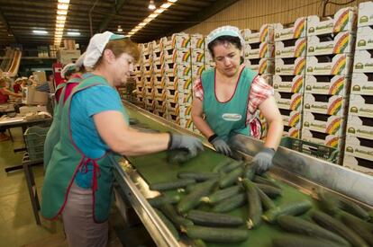 Procesado de pepino en una cooperativa de El Ejido