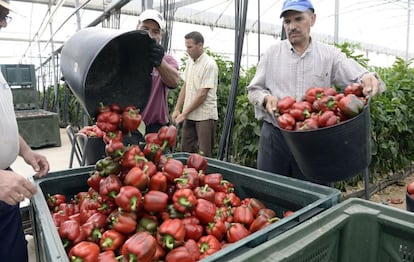 Invernadero de Agricultura y Exportaci&oacute;n, empresa murciana que usa cogeneraci&oacute;n en la producci&oacute;n de pimientos.