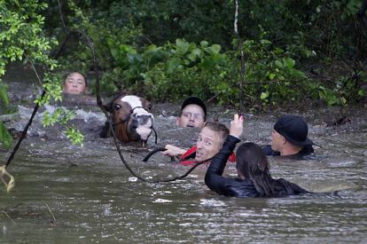 Varias personas intentan rescatar a unos caballos que se encuentran atrapados en una granja de Cypress Creek, en Houston. Las inundaciones que azotaron la ciudad, la cuarta ms poblada de Estados Unidos, y sus alrededores causaron la muerte de cinco personas, segn las autoridades.