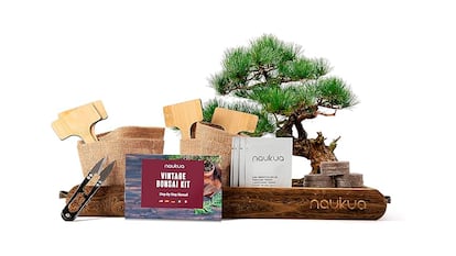 Kit para cultivar bonsais sobre fondo blanco.