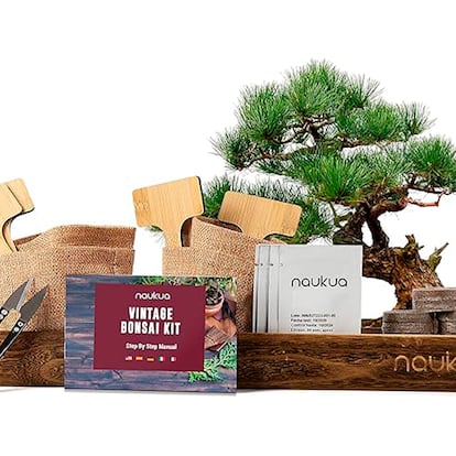Kit de cultivo de bonsai em fundo branco.