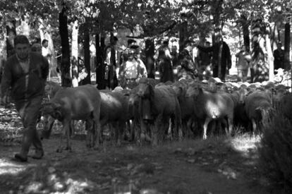 La XVII Fiesta de la Mesta o Trashumancia a su paso por la Casa de Campo en 2010.