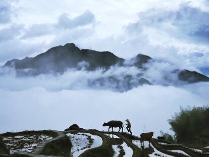 "Walking in the Cloud". Foto ganadora categoría “Nature & Wildlife”