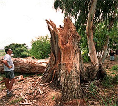 El temporal tumbó en Llombai un ciprés de 200 años.