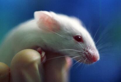 Un científico sostiene en su mano un ratón, en el Laboratorio Jackson, en Bar Harbor (EE UU)