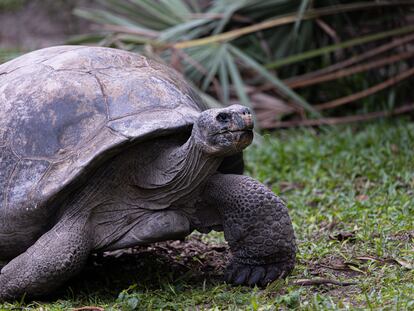 La tortuga gigante de Floreana, es una de las 12 especies que serán reintroducidas en la isla.