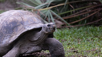 La tortuga gigante de Floreana, es una de las 12 especies que serán reintroducidas en la isla.